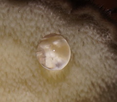 Postia pelliculosa