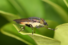 Idiella