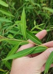 Salix triandra