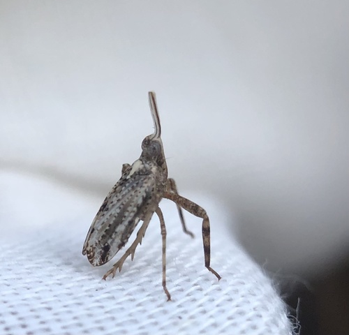 iNaturalist observation photo of Planthoppers