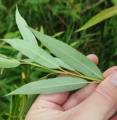 Salix triandra