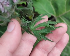 Leonurus glaucescens