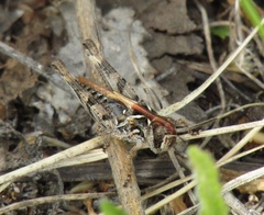 Dociostaurus brevicollis