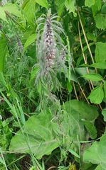 Leonurus glaucescens