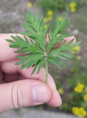 Potentilla × angarensis