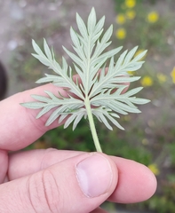 Potentilla × angarensis