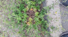 Potentilla × angarensis