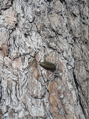 Buprestis aurulenta