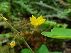 Vancouveria chrysantha