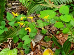 Vancouveria chrysantha
