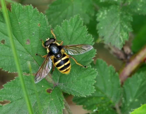 Yellow-barred Peat Hover Fly, Spanderswoud, photo 6 of 10