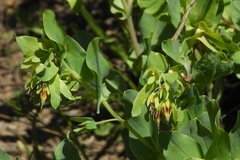 Cerinthe minor auriculata