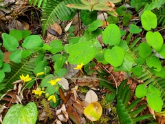 Vancouveria chrysantha