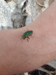 Buprestis aurulenta