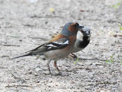 Fringilla coelebs