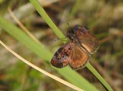 Chiomara basigutta