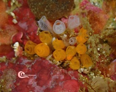 Pycnoclavella