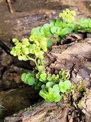 Chrysosplenium oppositifolium
