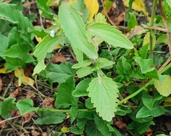 Dracocephalum thymiflorum