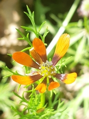 Adonis microcarpa