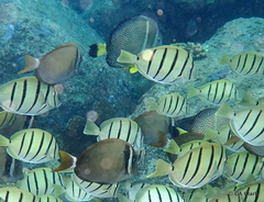 Acanthurus guttatus