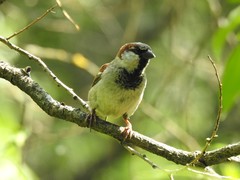 Passer domesticus