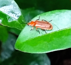 Abscondita
