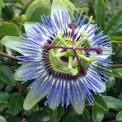Passiflora caerulea