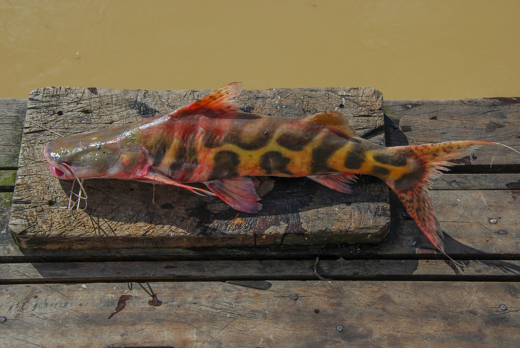 Zebra Catfish