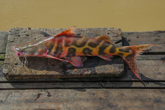 Zebra Catfish photo 2
