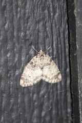 Hydriomena speciosata