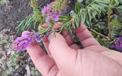 Astragalus onobrychis