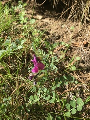 Vicia pyrenaica