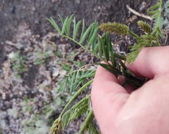 Astragalus onobrychis