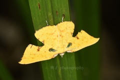 Corymica spatiosa