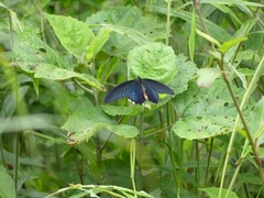 Papilio protenor