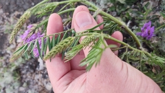 Astragalus onobrychis