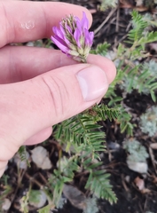 Astragalus onobrychis