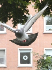 Columba livia domestica