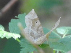 Metarranthis indeclinata