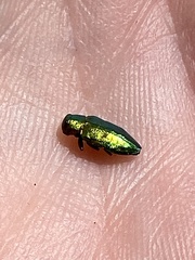 Chrysobothris harrisi