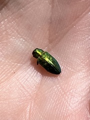Chrysobothris harrisi