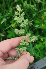 Dactylis glomerata