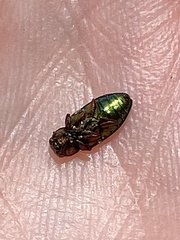 Chrysobothris harrisi
