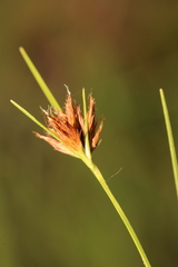 Rhynchospora harperi