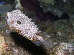 Chilomycterus antillarum