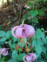 Lilium martagon martagon