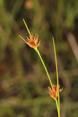 Rhynchospora harperi