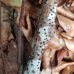 Diatrype disciformis