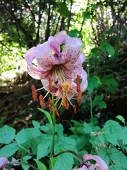 Lilium martagon martagon